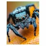Malen Nach Zahlen Erwachsene Spinne, Malen Nach Zahlen Kinder Tier Kreativ Set für Erwachsene Leinwand zum Bemalen 40x30cm, Acrylfarben Paint by Numbers, DIY Set für Zimmer Deko Geschenke model-1539