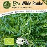 Little Plants BIO Rauke Samen 1500 Wilde Raukesamen Gemüsesamen Rucola für Gemüsegarten Samenfest Gemüse Samen für Küche, Balkon und Garten