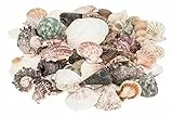 NaDeco Muschelmix 'Large', Gewicht ca. 520g | Deko-Muscheln und Deko-Schnecken | Bastelmuscheln | Muscheln zum Basteln | Deko-Muscheln | Deko-Schnecken | Maritime Dekoration | Muscheln und Schnecken