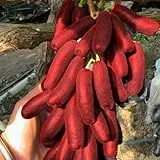 Süße Trauben, winterharte kernlose Sorten für den Hausgarten, pflegeleicht und ertragreich-1 stück-F