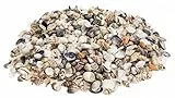 NaDeco Muschelmix 'Small', Gewicht ca. 0,5kg | Bastelmuscheln | kleine Dekomuscheln im Mix zum Basteln & Dekorieren | maritime Tischdekoration | maritime Dekoration | Muscheln und Schnecken