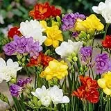 Freesien Blumenzwiebeln - Doppeltblüten Kollektion - 50 Zwiebeln - Mix von 5 Farben - Duftende Pflanzen aus Holland - für Garten, Balkon und Topf (kein Samen, nicht künstlich)