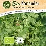 Little Plants BIO Koriander Samen 125 Koriandersamen Kräutersamen für Kräutergarten Hochbeet Samenfest Kräuter Samen für Küche, Balkon und Garten Küchenkräuter