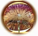 Briefbeschwerer offene Distel