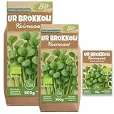 Little Plants Bio UR Brokkoli Samen Keimsaat [10g] - UR Brokkolisprossen & Microgreens zur eigenen Anzucht Brokkoli Raab