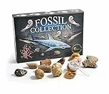 Fossil Collection Set 15 Stück echte Fossilien Millionen Jahre alt mit Ausweis und Fossilienstudium Broschüre (Fossilien Collection Set mit Booklet)
