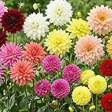 Dahlien Knollen - 10 Zwiebeln - Super Kollektion Riesen Blumenzwiebeln - Echte Pflanzen aus Holland - Für Garten, Töpfe und Balkon (kein Samen, nicht künstlich, nicht winterhart)