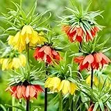 Kaiserkronen Fritillaria Imperialis Blumenzwiebeln Mischung (6 Zwiebeln), Winterharte mehrjährige Zwiebeln, Pflanzen aus Holland für Garten und Topf (kein Samen und nicht künstlich)