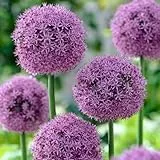 Allium Globemaster (Packung mit 5 Zwiebeln), Riesen Zierlauch Giganteum, Mehrjährig, Winterharte Duftend Blumenzwiebeln aus Holland für Garten, Topf (große Knollen, kein Samen, nicht künstlich)