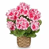 Arborus Blumen Künstlich im Topf 35 cm Kunstblumen Geranie Roasa wie Echt Unechte Blumen Tischdeko Kunstpflanzen Zimmerpflanzen im Weidenkorb Frühling Sommer Deko Wohn Küche Balkon Fensterbank Dekor