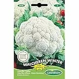 Germisem Blumenkohl WALCHEREN WINTER 5, EC3030, mehrfarbig