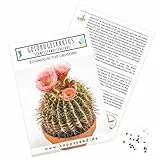 Außergewöhnliche Kakteen Samen mit hoher Keimrate - Sukkulenten Samen Set für deinen eigenen wunderschön blühenden Kaktus (1x Goldkugelkaktus)