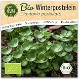 Little Plants BIO Winterpostelein Samen 800 Winterposteleinsamen Winterportulak Tellerkraut für Kräutersamen Kräuter Samen für Balkon, Hochbeet und Garten