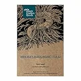 Heiliges Basilikum/Tulsi (Ocimum tenuiflorum syn. sanctum) - ca. 500 Samen