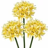 Hollyone 3PCS künstliche Agapanthus Blumen für Dekoration, 30'' Long Stem Real Touch Fake afrikanischen Lilie Blumen gelb, Faux Seide Lilie Blume für Frühling Home Office Hochzeit Tisch Centerpiece