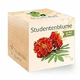 Feel Green - WE CREATE NATURE 297500 Feel Green Ecocube Studentenblume, Bio Samen, Nachhaltige Geschenkidee (100% Eco Friendly), Grow Your Own/Anzuchtset, Pflanzen Im Holzwürfel, Made in Austria