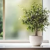 Selbstklebende transparente Folie FEINER Sand [60x100 cm]| Fensterfolie - Dekofolie Privatsphäre | Milchglasfolie Blickdicht Sichtschutzfolie für Zuhause und Büro