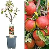 Terrassenobstbaumkollektion | Verschiedene Früchte | Ideal für kleine Gärten | 2-3ft