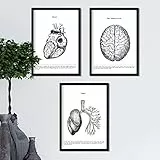 Nacnic Anatomie Poster 3er-Set. Vintage Stil Wanddekoration Abbildung von Herz Gehirn Lunge und andere Körperteile. Verschiedene menschliche Körper und Anatomie Bilder ohne Rahmen. Größe A4.
