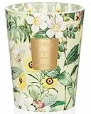 M&SENSE Duftkerze im Glas groß Salbei & Zitrus Sojawachskerze mit 3 Dochten Zedernholz Duft 150 Stunden langer Brennzeit Holziger Duft Heimdekoration