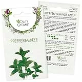 Pfefferminze Samen: Premium Kräuter Samen zum Anbau von ca. 300 Pfefferminze Pflanzen – Mehrjährige Minze Samen – Kräuter Pflanzen für Garten und Balkon – Samen Kräuter – Beste OwnGrown Kräuter Saat