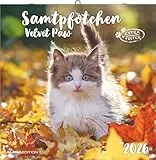 Alpha Edition - Samtpfötchen Kalender 2026 – Wandkalender & Bildkalender 30x30 cm (30x60 cm geöffnet) mit süßen Katzenmotiven, inkl. Poster, für Katzenliebhaber & Tierfreunde: Velvet paw