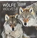 Wölfe 2026 - Broschürenkalender 30x30 cm (30x60 geöffnet) - Kalender mit Platz für Notizen - Wolves - Bildkalender - Wandplaner - Alpha Edition: Wolves