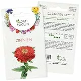 Zinnien Samen: Premium Zinnia Elegans Samen für 60 blühende Zinnien Pflanzen – Zinnie Samen – Bunte Blumensamen – Blumenwiese Samen und Balkonblumen Samen – Saatgut Blumen – Samen Bienen von OwnGrown