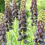 Kaiserkronen Fritillaria Persica Purple Blumenzwiebeln (5 Zwiebeln), Winterharte mehrjährige Zwiebeln, Pflanzen aus Holland für Garten und Topf (große Knollen, kein Samen und nicht künstlich)