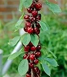 BALDUR Garten 1x Säulen-Kirschen 'Stella', Pflanze im 1,5-Liter Containertopf, Prunus avium Säulenobst Kirschbaum, winterhart, platzsparende Säule für kleine Gärten, Balkone & Terrassen