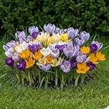Riesen Krokusse Zwiebeln Winterhart Mehrjährig - Frühlingstraum - 50 exklusive Blumenzwiebeln - Mix von 5 Sorte - Echte Pflanzen aus Holland - für Garten, Balkon und Topf (kein Samen, nicht künstlich)
