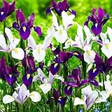 Holländische Iris Paradise Mischung (50 Zwiebeln), Schwertlilien Kollektion, 5 Sorten/Farben, Mehrjährig, Winterhart Blumenzwiebeln aus Holland für Garten, Topf (große Knollen, kein Samen)