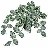 Arborus Pflanzen Künstlich wie Echt im Schwarzen Topf 45cm Grünpflanzen Weiße Fittonia Kunstpflanzen Tisch Regal Fensterbank Dekor Plastik Pflanze Büro Home Küche Schlafzimmer Bad Ästhetik Dekor