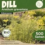 Little Plants BIO Dill Samen 500 Dill Kräutersamen für Kräutergarten Hochbeet Samenfest Kräuter Samen für Küche, Balkon und Garten Küchenkräuter