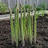 Lila Spargel Pflanzen - 5 frigo A+ Echte Pflanzen aus Holland - Winterhart und Mehrjährig Gemüse - für Garten und Hochbeet (keine Samen, keine Zwiebeln und nicht künstlich)