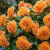 Begonie Picotee - Orange - Blumenzwiebeln Mehrjährig - 5 Zwiebeln - Echte Pflanzen aus Holland - für Garten und Topf (nicht Winterhart, große Knollen, kein Samen und nicht künstlich)