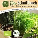 Little Plants BIO Schnittlauch Samen 500 Schnittlauchsamen Kräutersamen für Kräutergarten Hochbeet Samenfest Kräuter Samen für Küche, Balkon und Garten Küchenkräuter