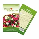 Petunien Einfache Mischung Samen - Petunia hybrida - Petuniensamen - Blumensamen - Saatgut für 200 Pflanzen