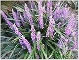 1 x Liriope muscari ‚Royal Purple' im 1 Liter Topf (Ziergras/Staude/Winterhart/Mehrjährig/Stauden/Immergrün) Lilientraube - Purpurfarbene Eleganz für schattige Oasen - von Stauden Gänge