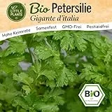 Little Plants BIO Petersilie Gigante ditalia Samen 500 Petersiliensamen Kräutersamen Samenfest für Kräutergarten Kräuter Samen Küchenkräuter für Küche, Balkon und Garten