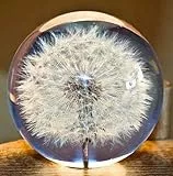 Ornamente Geschenke Glas Briefbeschwerer A Dream Ball Kristall Wunschkugel Einzigartiger Briefbeschwerer aus Pusteblume Das perfekte Geschenk (7 cm) Durchmesser