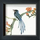International Graphics Gerahmte Postkarte - PASCHKE, Chris - ''Formosan Blue Magpie'' - 16 x 16 cm - schwarzer Rahmen