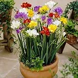 Dutch Bulbs Freesien Blumenzwiebeln - Doppeltblüten Kollektion - 50 Zwiebeln - Mix von 5 Farben - Duftende Pflanzen aus Holland - für Garten, Balkon und Topf (kein Samen, nicht künstlich)