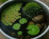 Miniteich Pflanzen Set | Komplettset mit Froschbiss, Azolla Schwimmfarn & Teichmoos für Miniteiche, Kübel & Wasserschalen | Natürliche Algenkontrolle, Sauerstoffspender, Biofilter & Schutz