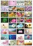 the lazy panda card company Auswahl an Natur-Postkarten: 32 Postkarten in verschiedenen Naturmotiven (Hübsche Blumen)