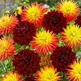 Dahlien Knollen - 5 Zwiebeln - Sonne Kollektion Blumenzwiebeln - Echte Pflanzen aus Holland - Für Garten, Töpfe und Balkon (kein Samen, nicht künstlich, nicht winterhart)