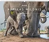 Palazzi - Hautnah – Afrikas Wildnis 2026 – Wandkalender 60×50 cm mit 12 Tierfotografien, Poster-Kalender mit Wildtieren & humorvollen Bildunterschriften: Wildlife Photography