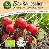 Little Plants BIO Radieschen Samen 200 Radieschensamen Cherry Belle Gemüsesamen für Gemüsegarten Samenfest Gemüse Samen für Küche, Balkon und Garten