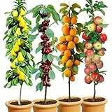 BALDUR Garten 4er-Set Säulenobst 'Naschgarten', Set bestehend aus Birne, Süß-Kirsche, Aprikose & Apfel, platzsparendes, schlank wachsendes Säulenobst, Spalierobst, winterhart, reichtragende Sorten