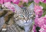 DUMONT Dumonts Katzenkalender 2024, im Format 42 x 29 cm, Monatskalender mit Schulferienterminen, Tierkalender mit Katzen-Kurzgeschichten